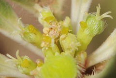 Euphorbia cuphosperma