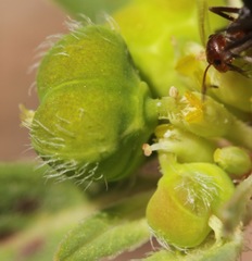 Euphorbia cuphosperma