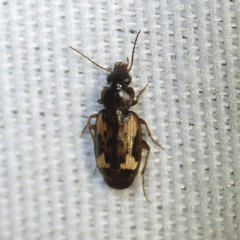 Tetragonoderus