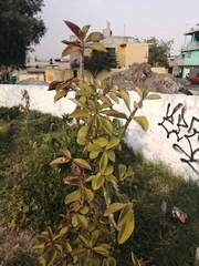 Euphorbia bicompacta