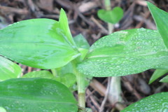 Commelina diffusa image