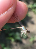 Aciagrion pallidum