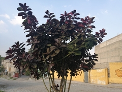 Euphorbia bicompacta