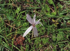 Colchicum lusitanum