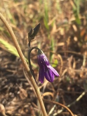 Conanthera trimaculata