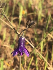 Conanthera trimaculata