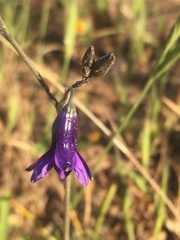 Conanthera trimaculata