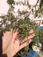 Aloysia citrodora