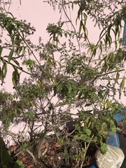 Aloysia citrodora