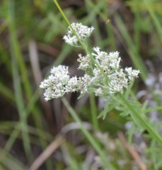 Eupatorium mohrii
