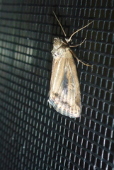 Photedes panatela