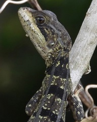 Basiliscus