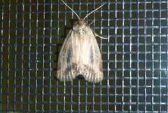 Photedes panatela