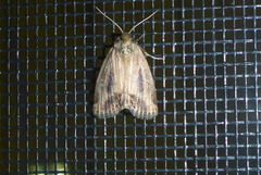 Photedes panatela