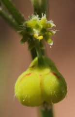 Euphorbia bilobata