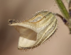 Salvia subincisa