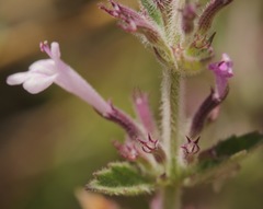 Hedeoma dentata