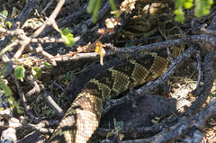Crotalus molossus