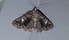 Metria amella