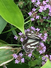 Melanargia epimede