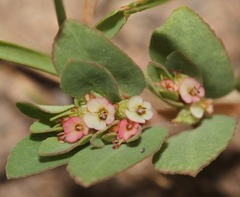 Euphorbia indivisa