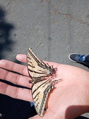 Papilio multicaudata multicaudata