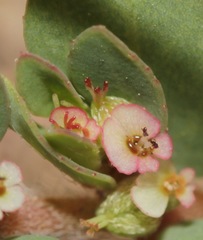Euphorbia indivisa