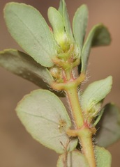 Euphorbia indivisa