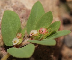 Euphorbia indivisa