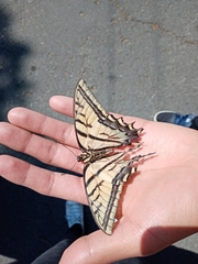 Papilio multicaudata multicaudata