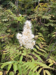 Sorbaria sorbifolia