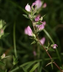 Ononis spinosa spinosa