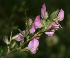 Ononis spinosa spinosa