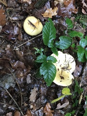 Russula acetolens