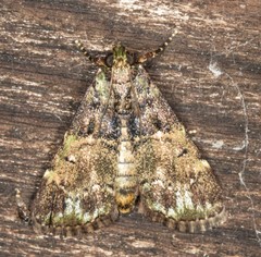 Orthaga atribasalis