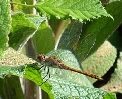 Sympetrum nigrifemur