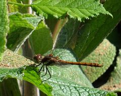 Sympetrum nigrifemur