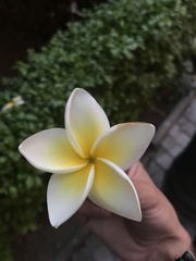 Plumeria