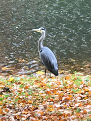 Ardea cinerea