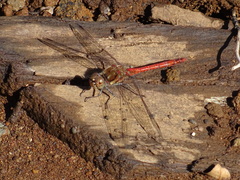 Sympetrum nigrifemur