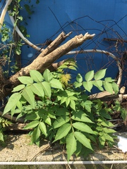Rhus javanica
