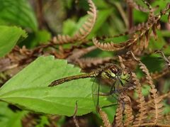 Sympetrum nigrifemur