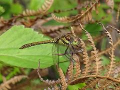 Sympetrum nigrifemur