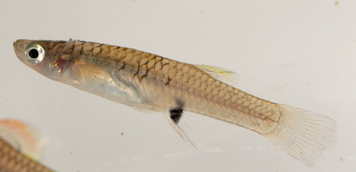 Cascajal livebearer (Brachyrhaphis cascajalensis) — Poeciliidae — 3
