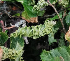 Aculops macrotrichus