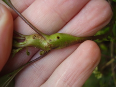 Procecidochares alani