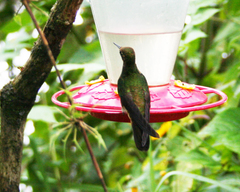 Boissonneaua flavescens