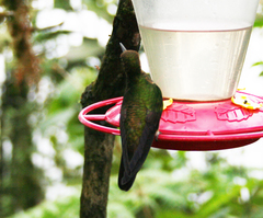 Boissonneaua flavescens