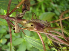 Procecidochares alani