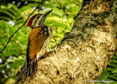 Dinopium benghalense